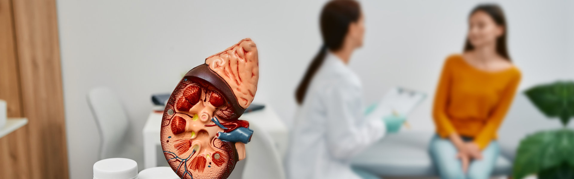 kidney model with patient and doctor in the background